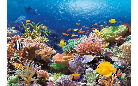 Castorland Jigsaw 1000 pc - Coral Reef Fishes