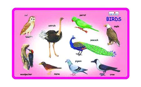 * Creative Early Years - Play and Learn - Birds