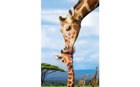 Eurographics Puzzle 250 Pc - Giraffes