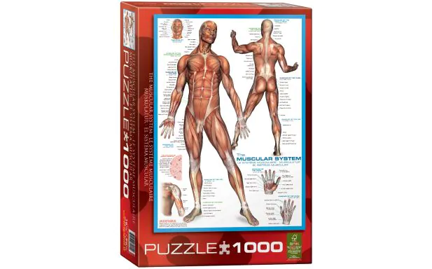 Eurographics Puzzle 1000 Pc - The Muscular System